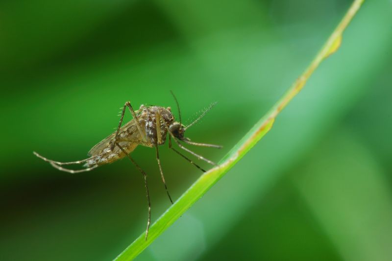 Mosquitoes Pest Control in Arlington, TX