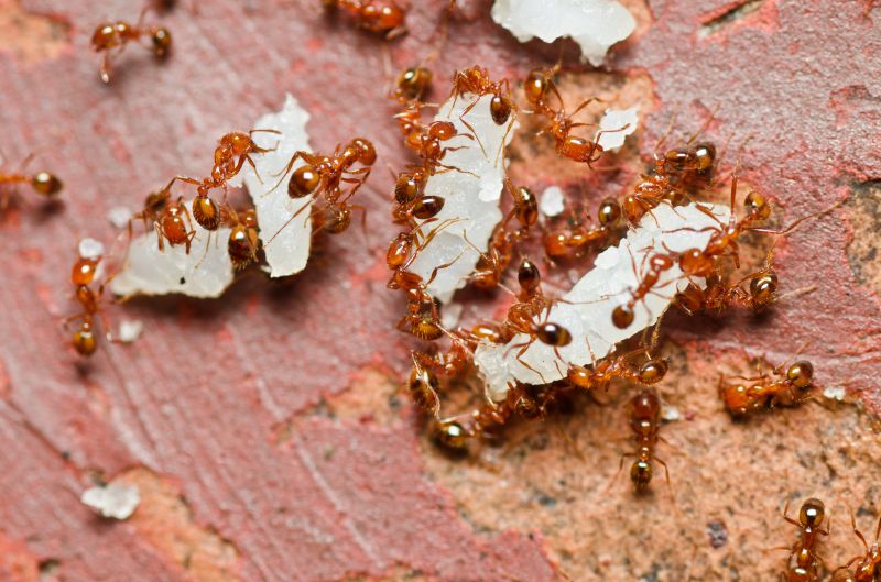 Red Ant Extermination in Katy, TX
