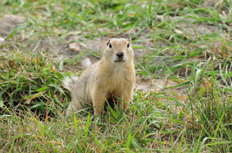 Gopher Trapping