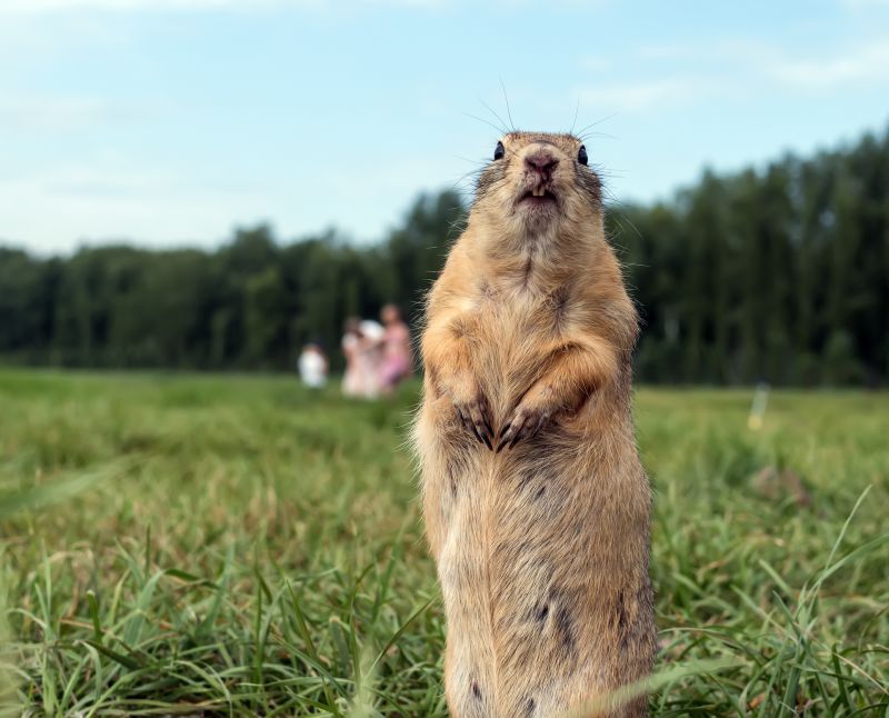 Gopher Trapping