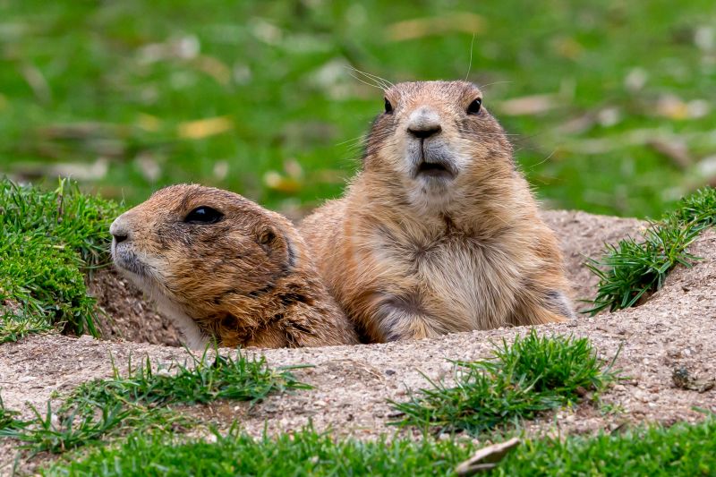 Cost of Gopher Trapping — Cost of Gopher Trapping