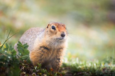 Cost of Gopher Trapping — Cost of Gopher Trapping