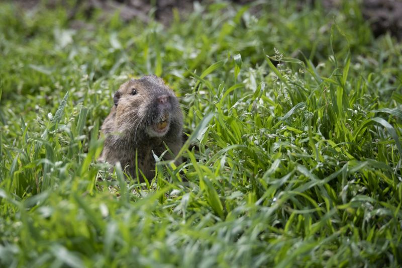 Cost of Gopher Trapping — Cost of Gopher Trapping