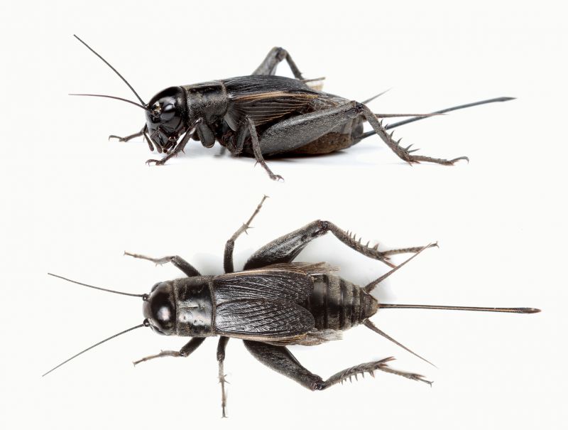 Cricket Control Service in Fort Worth, TX