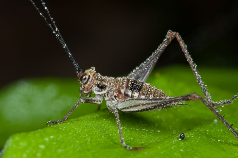 Cricket Control Service in Frisco, TX