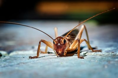 Cricket Prevention in Frisco, TX