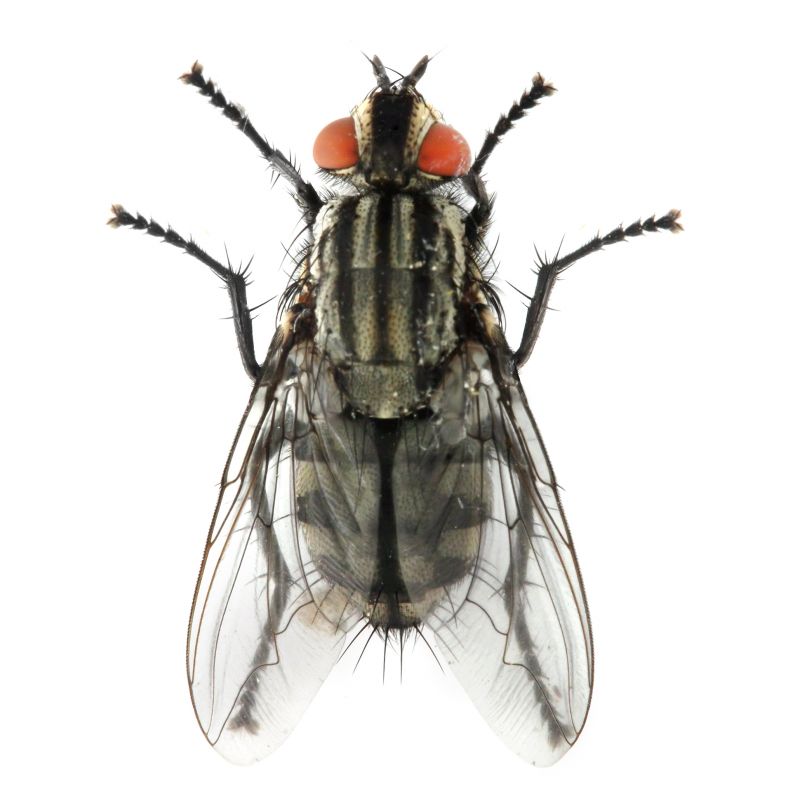 Fly Control Service in Frisco, TX