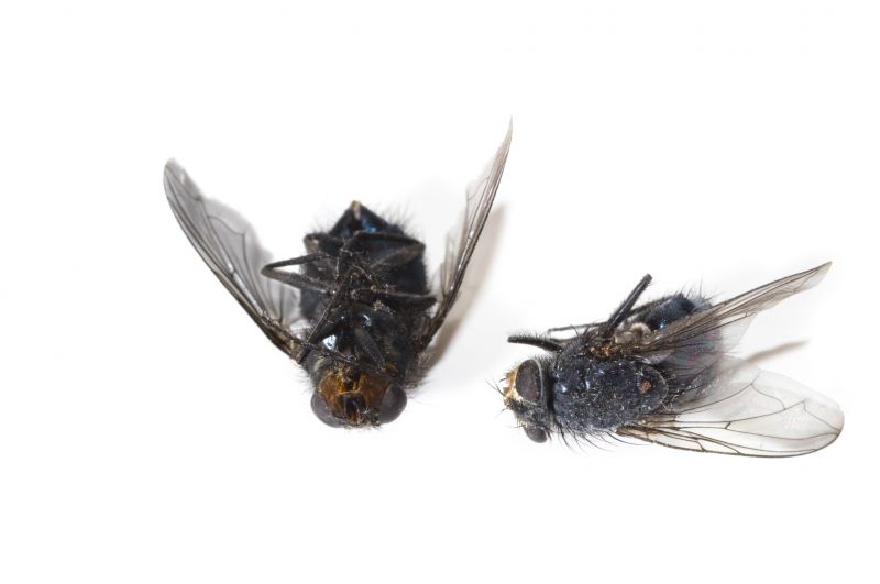 Fly Infestation Extermination in Mckinney, TX