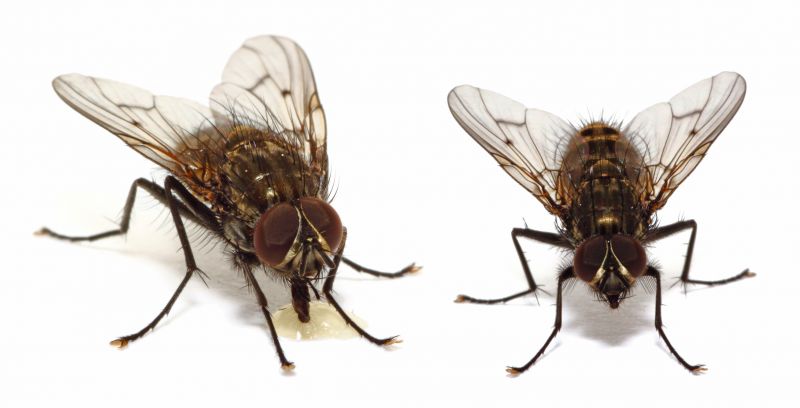 Fly Pest Control in Rockwall, TX