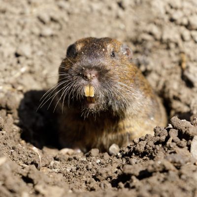 Gopher Tunnels And Burrows: What They Mean For Your Yard