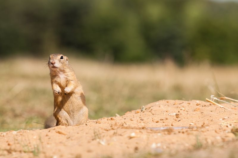 Gopher Tunnels And Burrows: What They Mean For Your Yard
