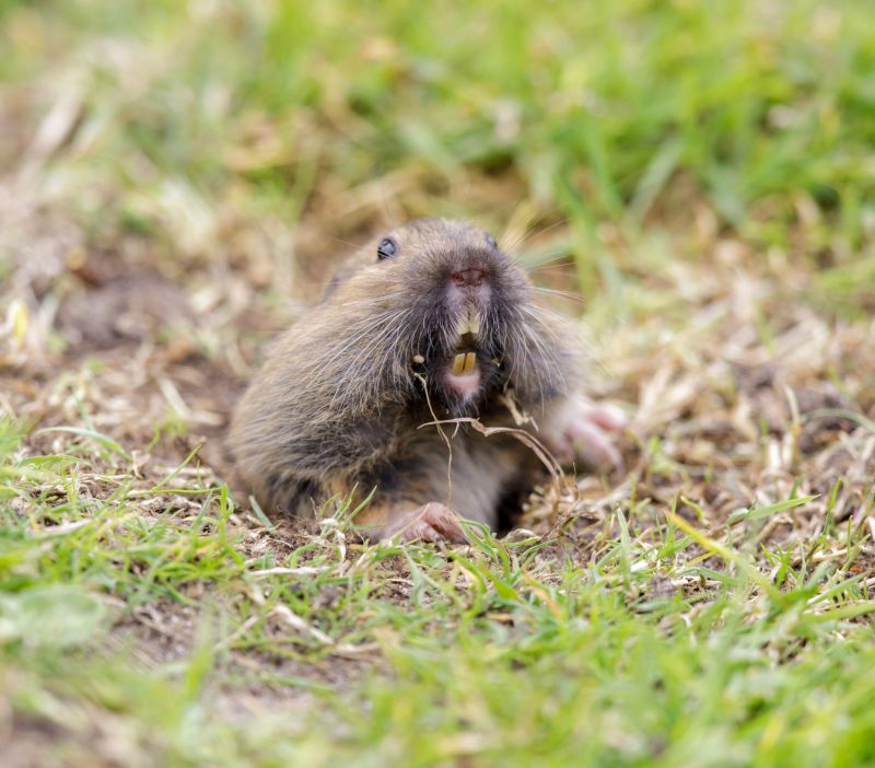 Health And Safety Risks Associated With Gopher Infestations