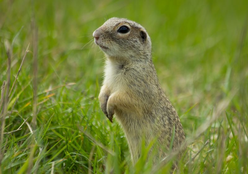 How Gophers Damage Lawns, Landscapes, And Properties