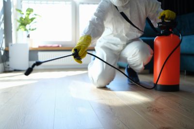 Mouse Spider Extermination in Rockwall, TX