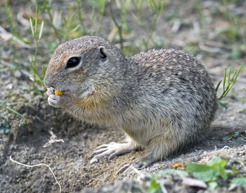 Signs You Have A Gopher Problem On Your Property