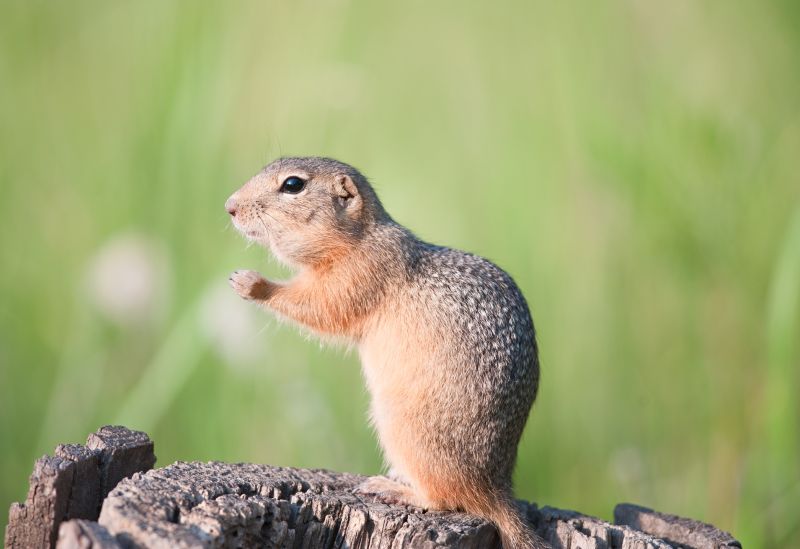 Signs You Have A Gopher Problem On Your Property
