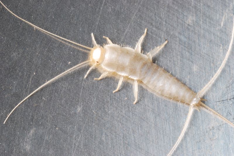 Silverfish Extermination in Frisco, TX