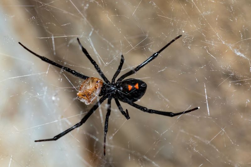 Spider Extermination Service in Rockwall, TX