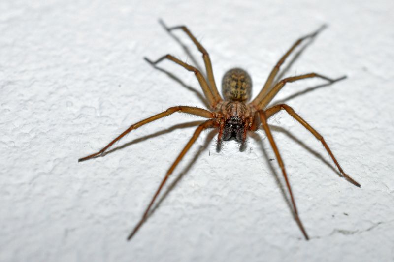 Trapdoor Spider Removal in New Braunfels, TX