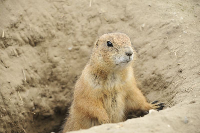 Wildlife Removal Specialists