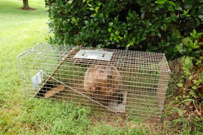 Gopher Traps Set in the Ground