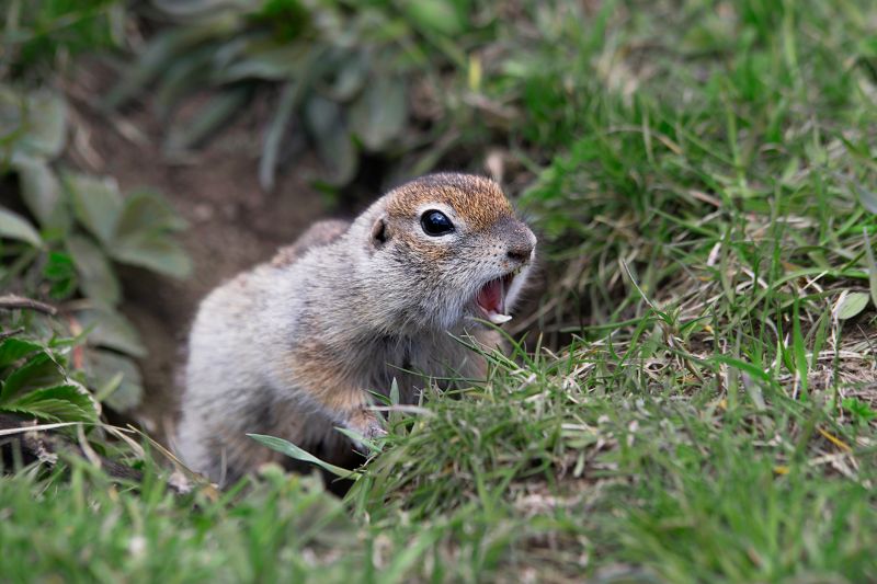 Why Professional Gopher Removal Is More Effective Than Diy Methods